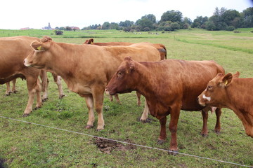 Kuhherde schaut neugierig 