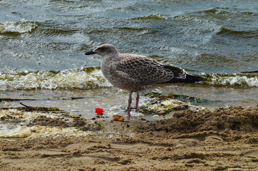 Seagull standing on the sea shore near red plastic cap
