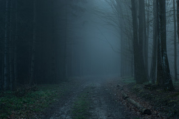Enchanted forest!