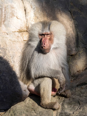 adult male Hamadryas baboon Papio hamadryas, with injured nose