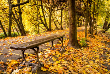 Empty bench in the Oliwski park. Park is favorite tourist destination in Gdansk. Poland - obrazy, fototapety, plakaty