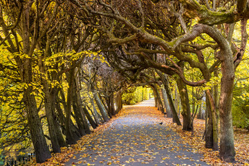 Autumn in the park in Gdansk Oliwa. The Oliwski Park is very popular toursit destination. Poland.