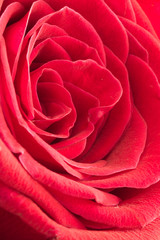 Fototapeta premium Red Rose