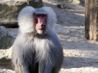 portrait adult male Hamadryas baboon  Papio hamadryas