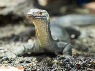 Mertens' Water Monitor, Varanus Mertensi lives near the water