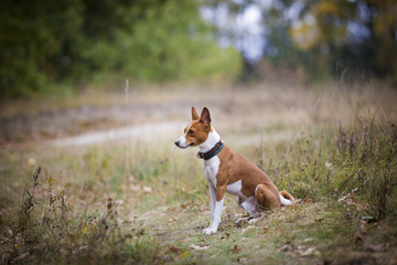 Basenji dog walking in the park