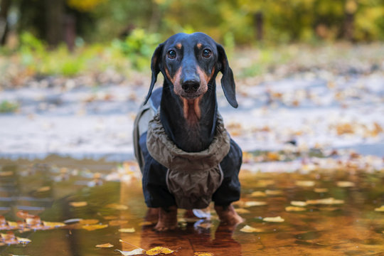 portrait cute dog Dachshund breed, black and tan, dressed in a raincoat standing in a puddle, cool autumn weather
