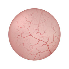 Urinary bladder interior lining closeup illustration