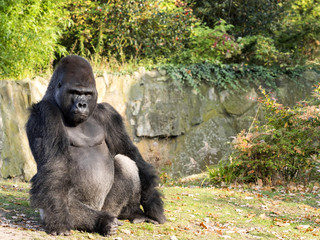 Strong silver-beck male Western Lowland Gorilla, Gorilla
