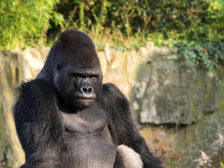 portrait of a male Western Lowland Gorilla, Gorilla