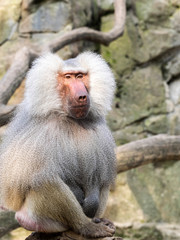 Hamadryas baboon, Papio hamadryas on high rock