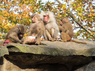 Hamadryas baboon, Papio hamadryas on high rock