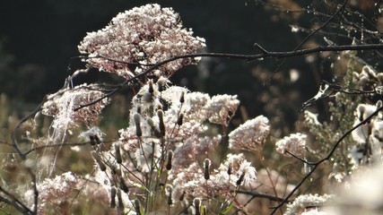 Fluffy flowers in the sun.