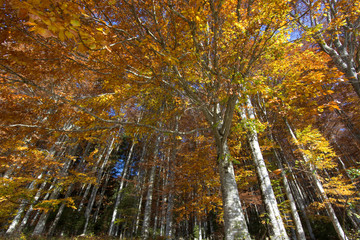 The forest rich in colors