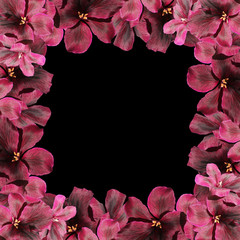 Beautiful floral background of dark red pelargonium 
