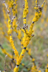 Lichen ksantoriya wall (Xanthoria parietina (L.) Belt.) on bush bark