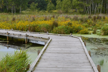 Boardwalk in the wetland