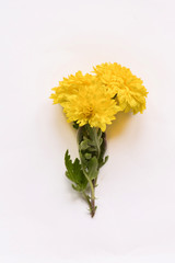 a branch of chrysanthemums lies on a isolated background