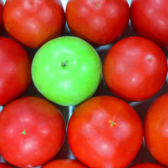 Many mature red tomatoes, green tomato. Red background of ripe  round tomatoes