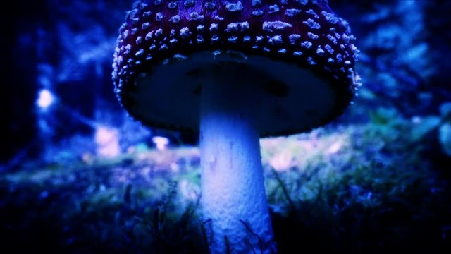 Amanita Muscaria mushroom close up hyperlapse Iceland cool colors.mov