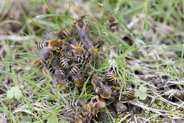 Wild bees, Colletes hederae (Ivy bees), mating on grass bank