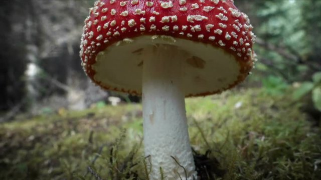 Amanita Muscaria mushroom close up hyperlapse Iceland.mov