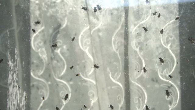 Lots Of Flies Crawling On Glass Of Windows