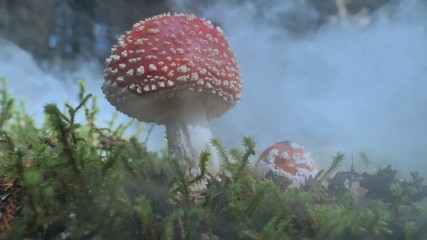 Amanita Muscaria mushroom in the clouds, swirling fog forest floor 4k.mov