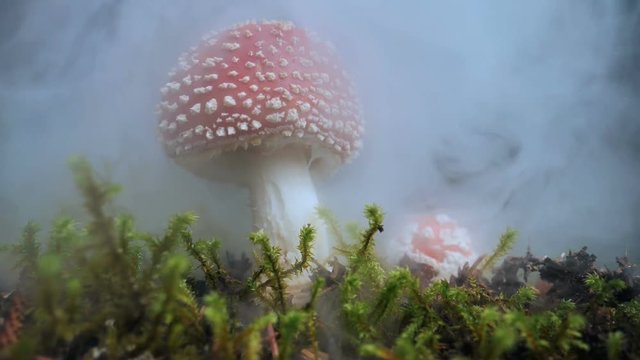 Beautiful Amanita Muscaria mushroom appearing in swirling fog, Iceland.mov