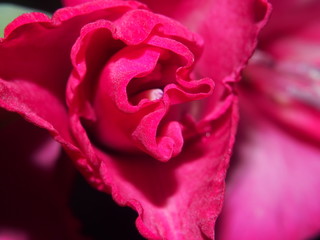 The flower of red gladiolus. Petals, stamens and pistil.