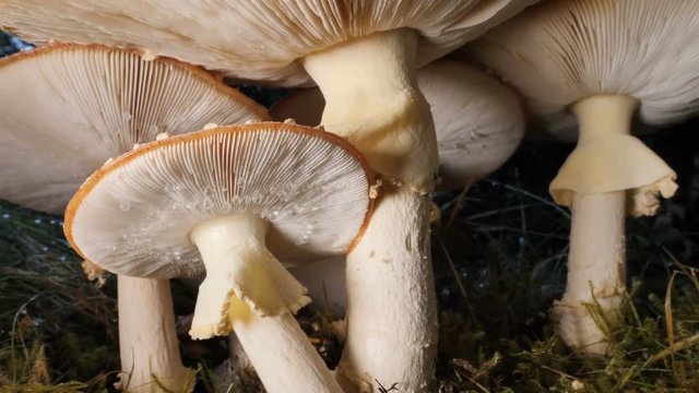 Large fully open Amanita Muscaria Mushroom cluster, slow pan Iceland 4k.mov