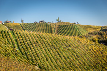Weinberge an der Weinstrasse in der Steiermark im Herbst