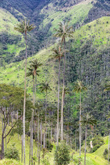 Fototapeta premium Wax Palm Trees