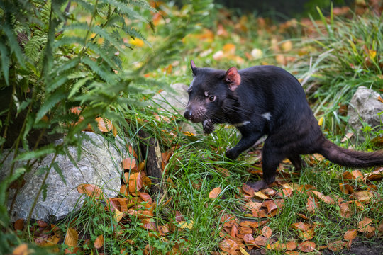 Tasmanian devil trying to defend its habitat