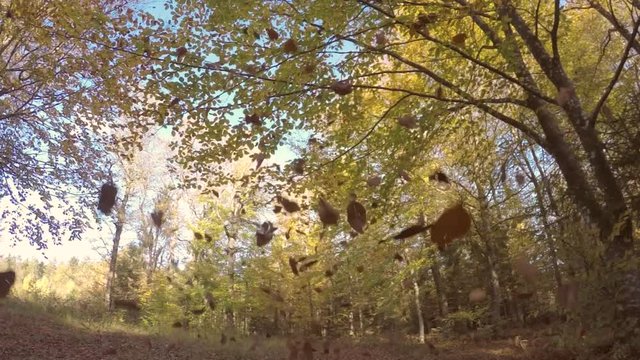 Colorful autumn leaves falling from trees in slow motion.