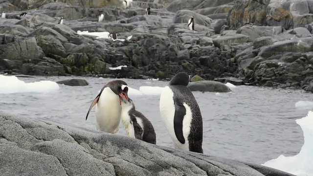 Gentoo Penguins chiks
