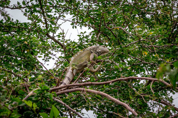 Iguana 