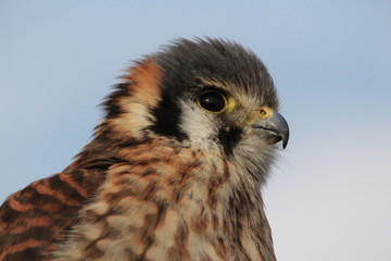 Falcon
