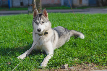 Cute siberian husky lying on green grass