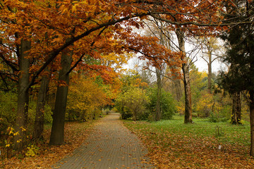 Obraz premium Autumn park. Outdoor landscape