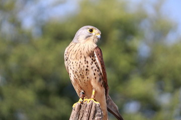Falcon