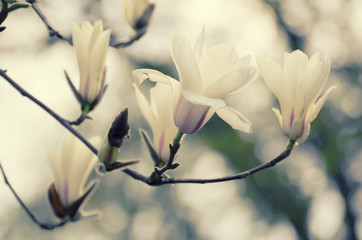 Fototapeta na wymiar Blossoming of magnolia white flowers in spring time, retro vintage hipster image