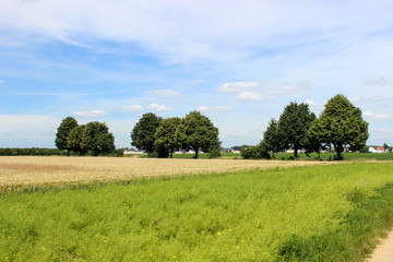 Fields and trees in the sunshine