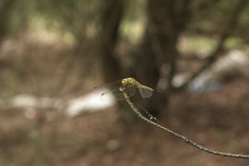 Sympetrum vulgatum (vagrant darter) with drooping wings waiting for the rain
