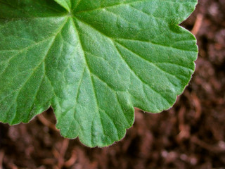 Violet leaf close-up, background
