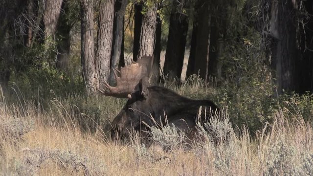
Bull Shiras Moose During the Fall Rut