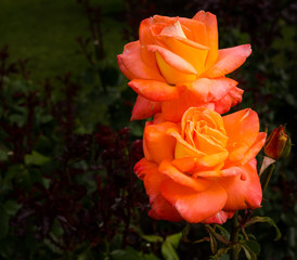 Obraz na płótnie Canvas Orange Roses