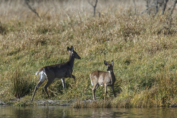 White tail deer stand by pond.