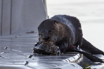 Otter chows down on fish.