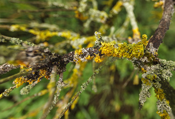 Tree lichen (Xanthoria parietina) on old wood with burred background.